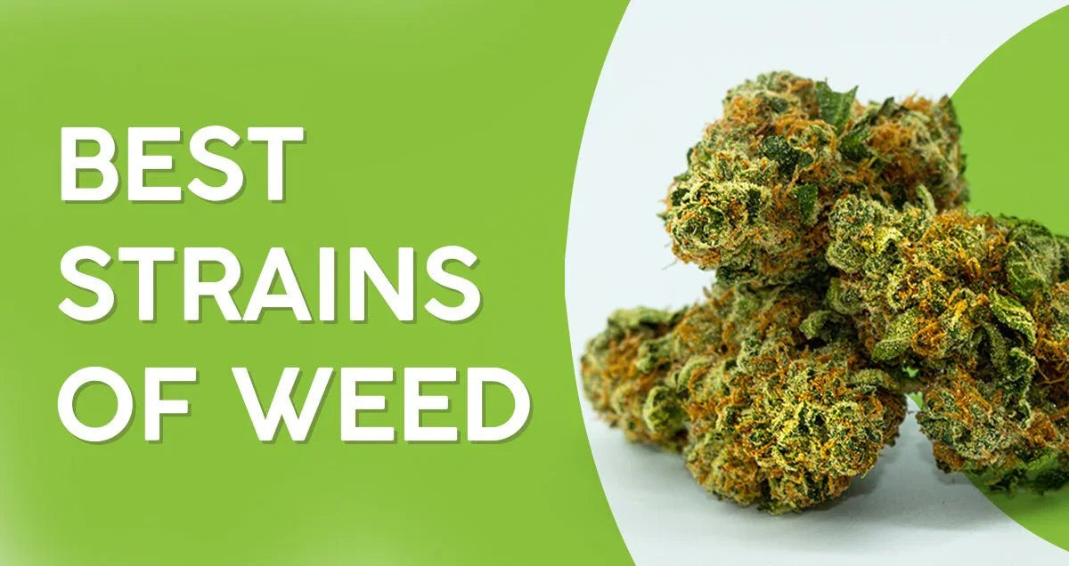 Best Strains of Weed of All Time - O.pen