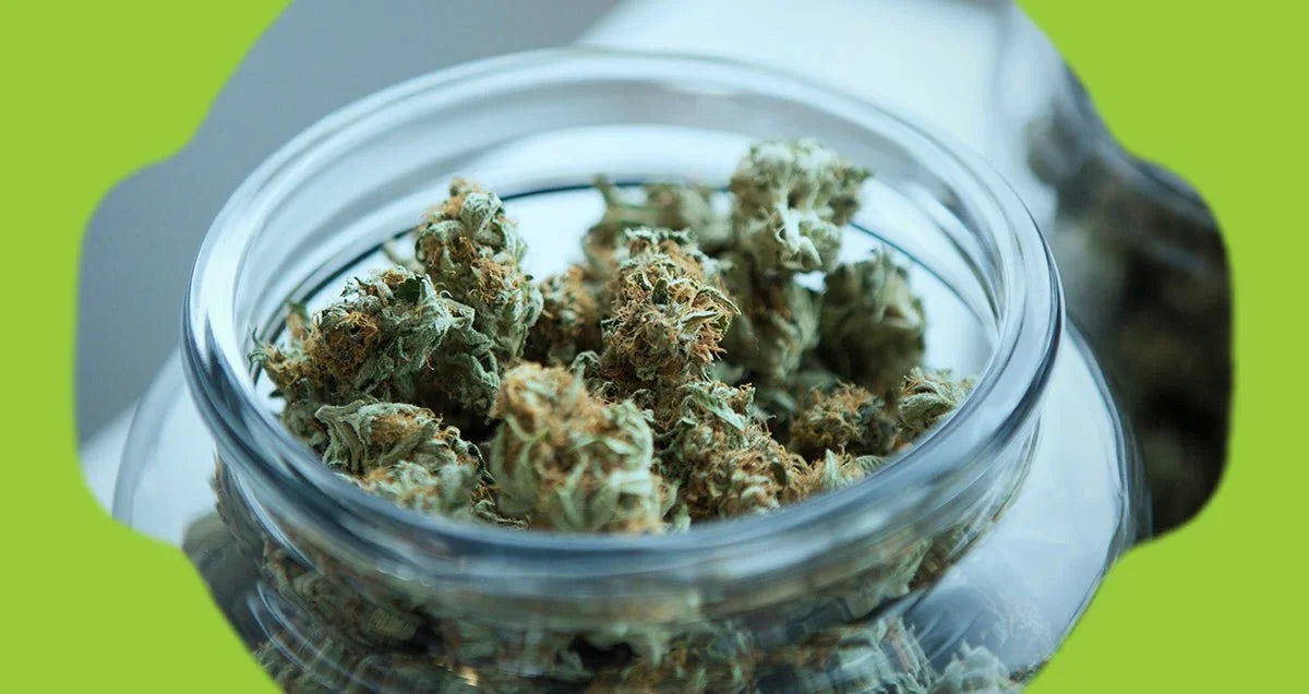 Does Weed Get Old? Here’s Some Longevity, Benefits, and Storage Tips - O.pen