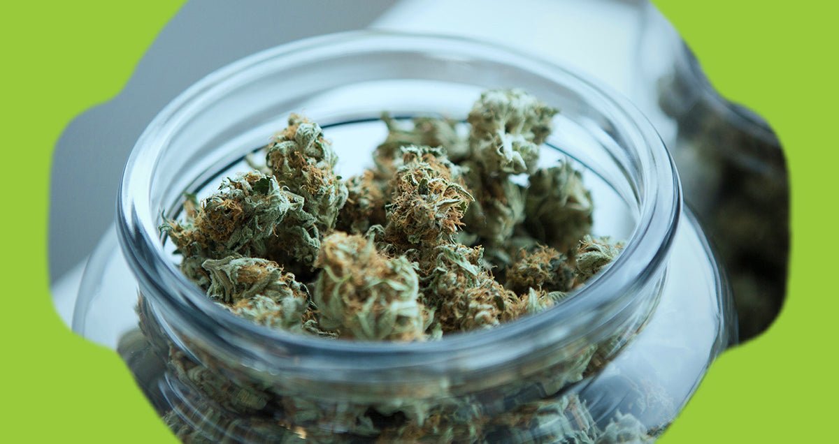 Does Weed Get Old? Here’s Some Longevity, Benefits, and Storage Tips - O.pen