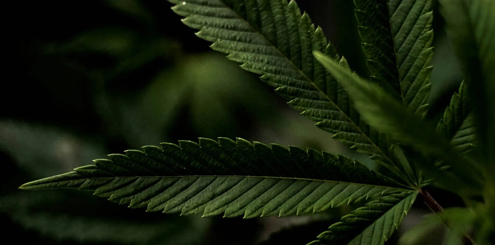 vape-cannabis-blog-open-vape_70081aa7-2f0a-49b9-aaa5-e4ebe58e56aa.webp